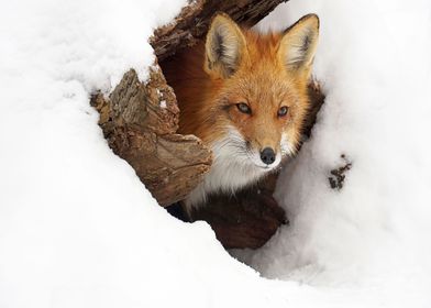 Animal Fox