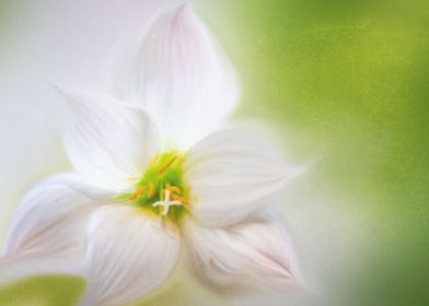 white minimalistic flower 