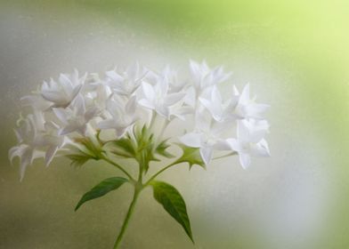 white minimalistic flower 