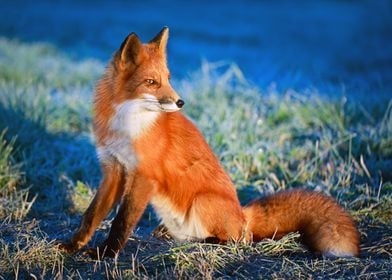 Animal Fox