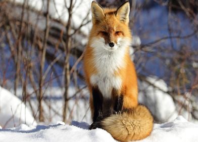 Animal Fox