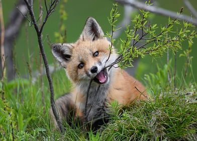 Animal Fox