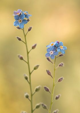 Floral Composition-preview-0