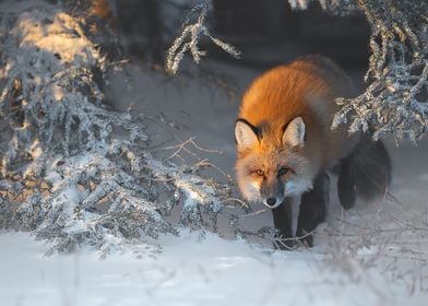 Animal Fox