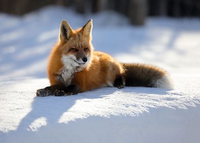 Animal Fox