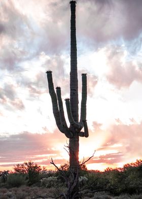 Saguaro at Dusk