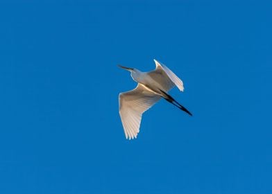 Great White Egret flying o