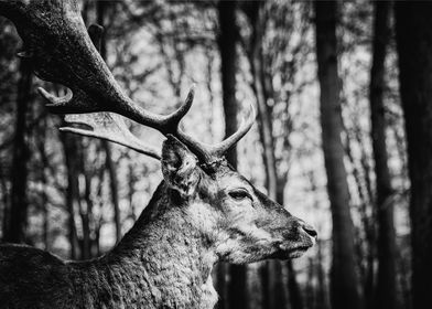 Deer in Black White