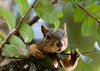 Squirrel peeking through l