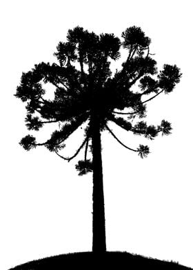 Araucaria silhouette