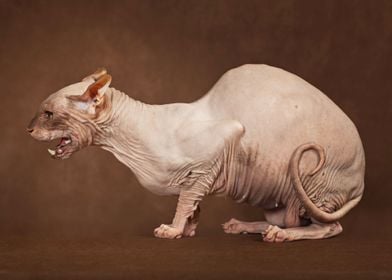 Sphynx Cat