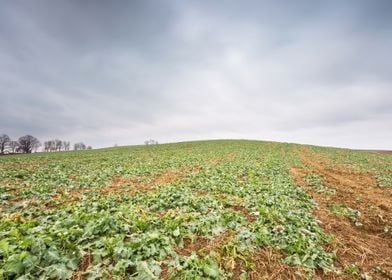 Poland Rural Seed Plant Ph