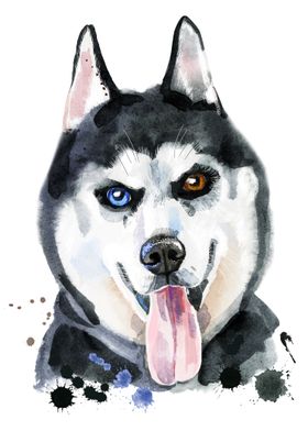 SIBERIAN HUSKY DOG