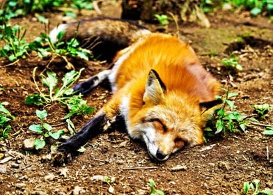 Sleeping Fox