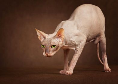 Sphynx Cat