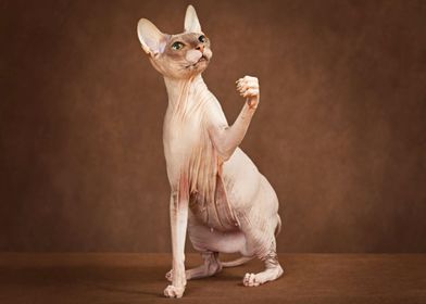 Sphynx cat