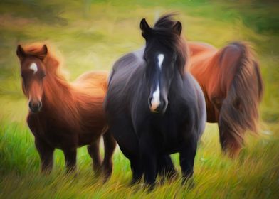 Icelandic Horses