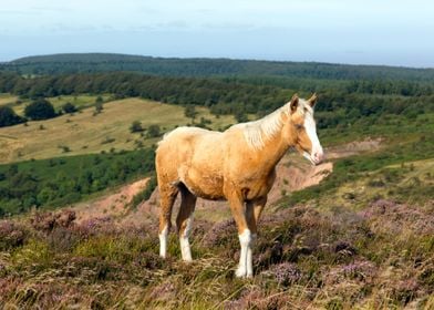 Animal England Landscape P