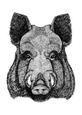 Boar Wild Swine