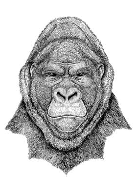 Gorilla Primate