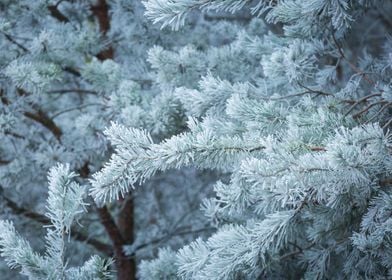 Cold Frost Nature Tree For