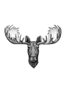 Deer Drawing