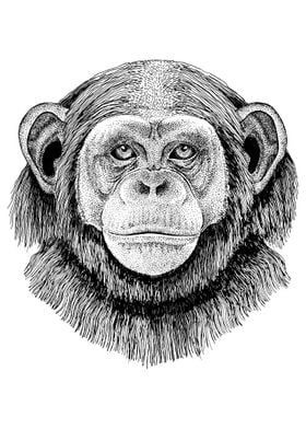 CHIMPANZEE CHIMP DRAWING