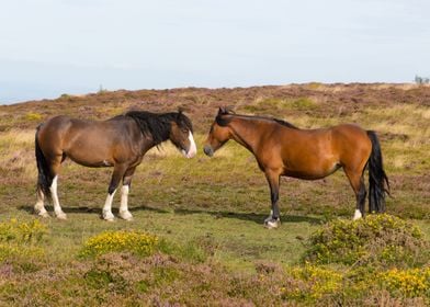 Animal England Landscape P