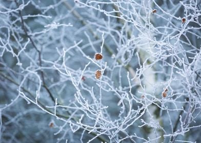 Cold Frost Nature Tree For