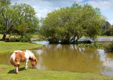 Animal Donkey England Hamp