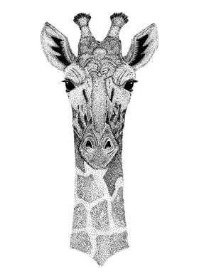 African Giraffe