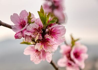 Pink Cherry Blossom