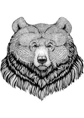 Grizzly Bear Drawing