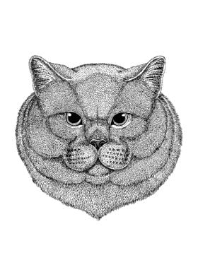 BRITISH SHORTHAIR CAT 