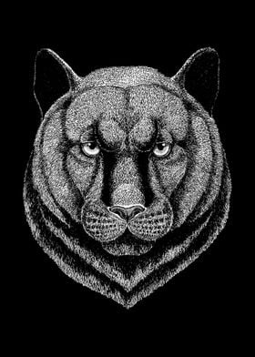 PANTHER big cat DRAWING