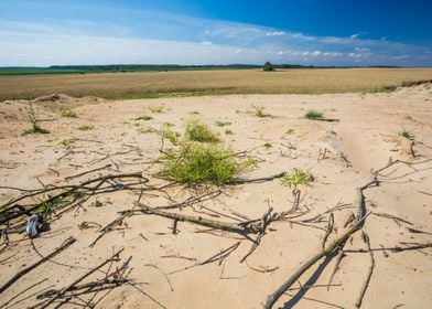 Dry Grass Landscape Nature