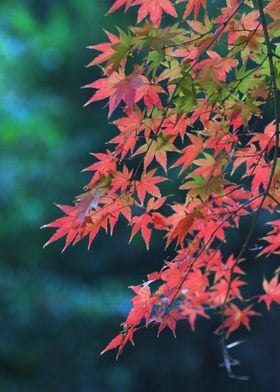 Momiji