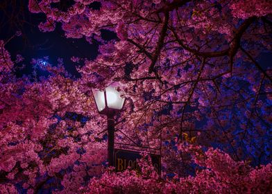 Cherry Blossom Street Lamp