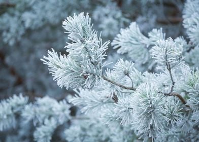 Cold Frost Nature Tree For