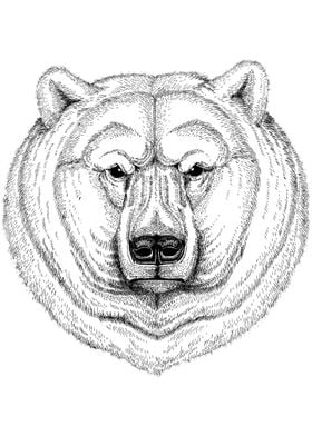 Bear drawing