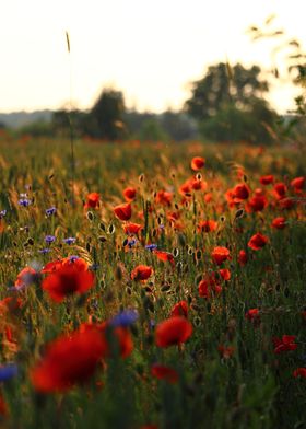 Poppy Field