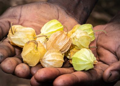 Gooseberries in mans hand