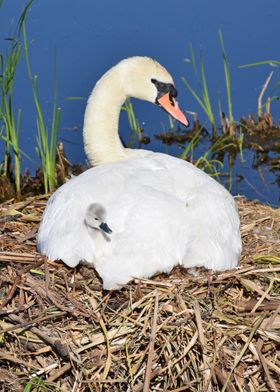 Swan with cygnet