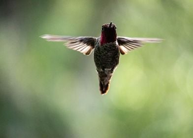 Red green Hummingbird