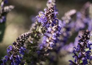 Bee on Purple Lavender