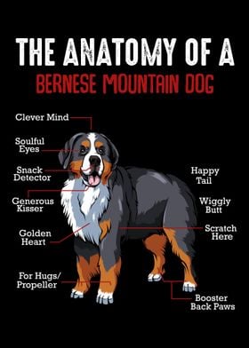 The Anatomy Of A Bernese M