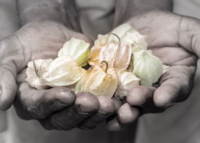 Gooseberries in mans hand