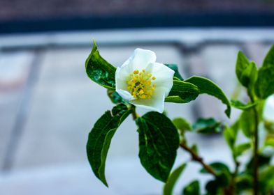 Jasmine Flower Cluster