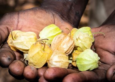 Gooseberries in mans hand