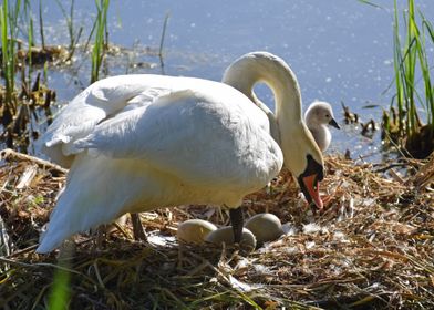 Swan with cygnet